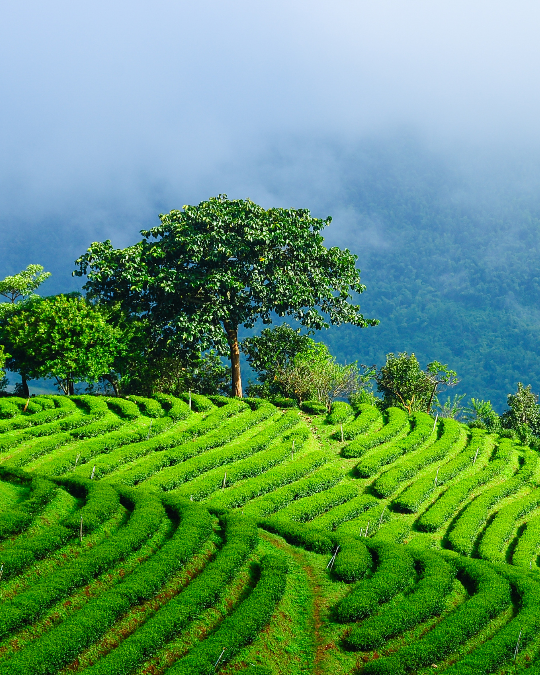 Die besonderen Teefelder Yunnans – Ursprung, Kultur und Natur