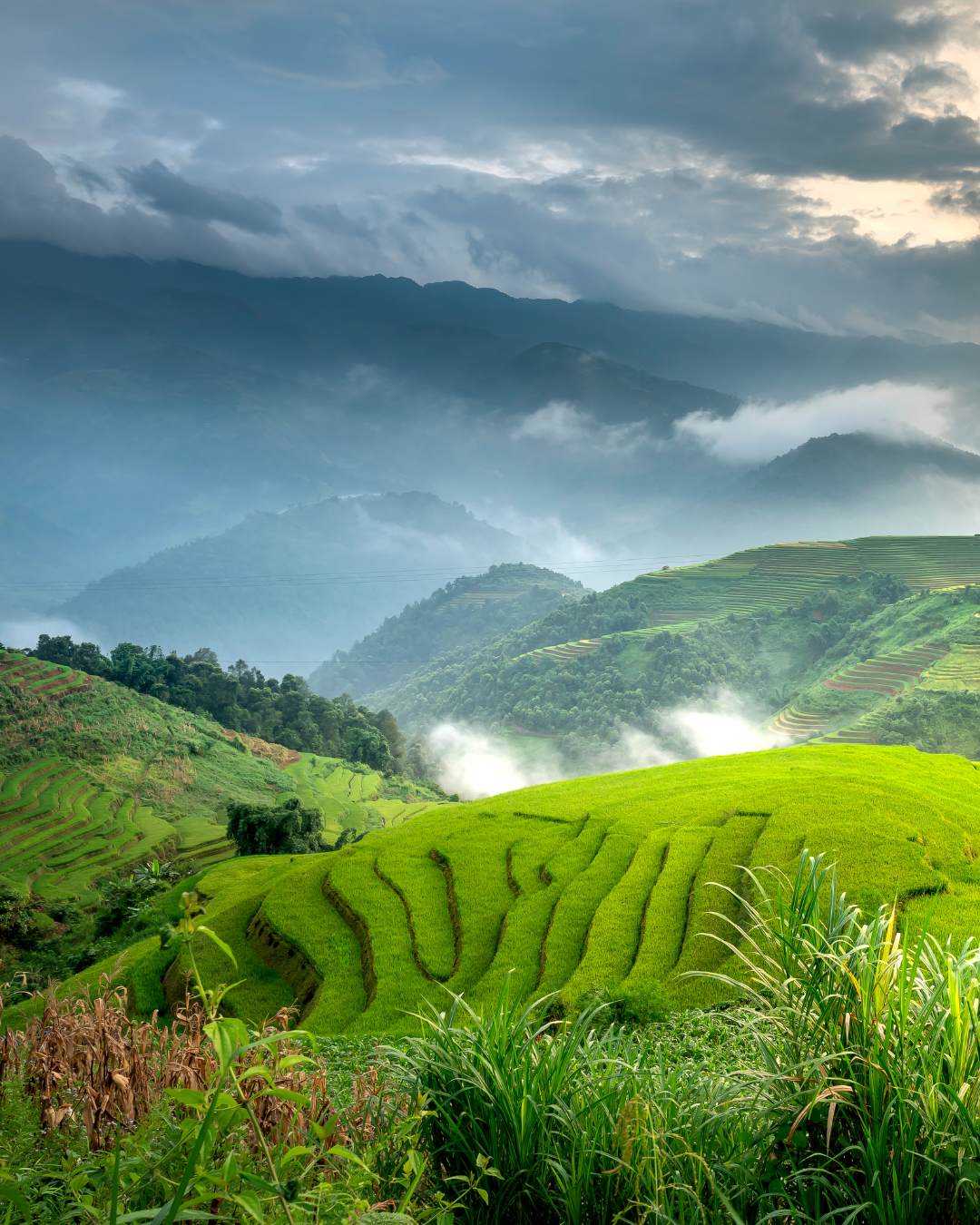Teefelder in Fujian – die Wiege des Oolong-Tees in China