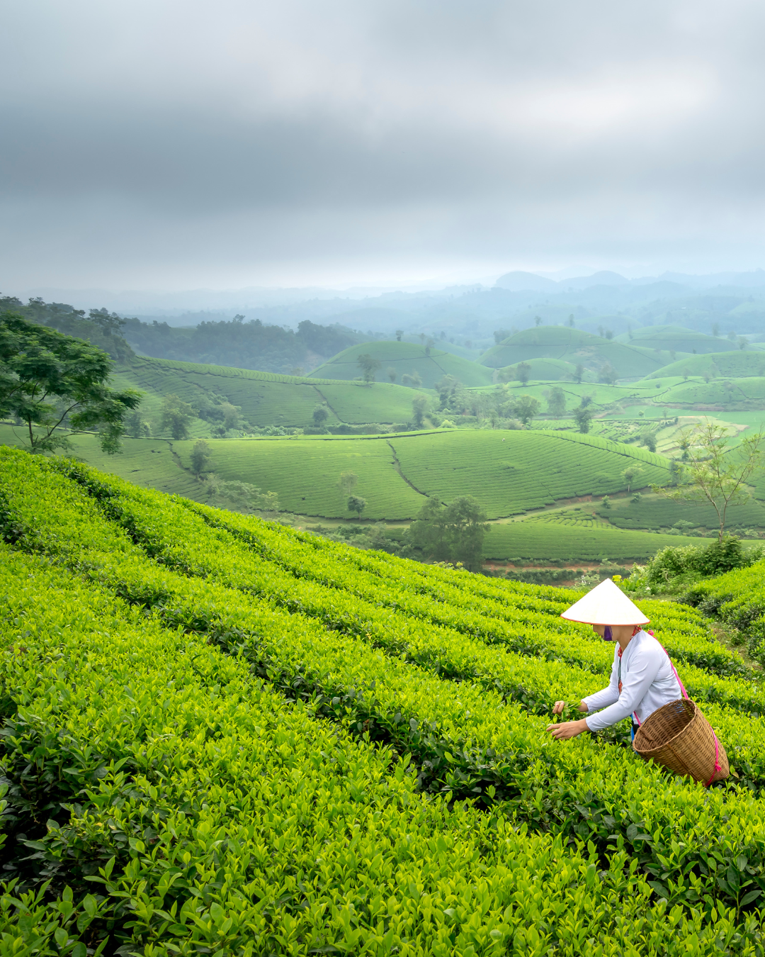Teefelder in Anhui – das grüne Herz der Huangshan-Berge
